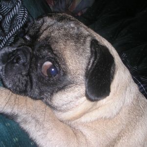 Meet your Posher, Olive